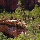 Tree in Zion NP