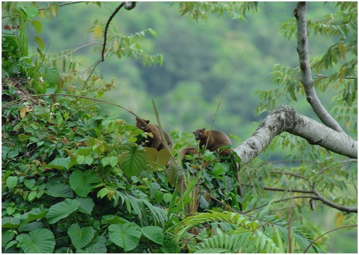 Tree Kangaroo