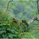 Tree Kangaroo