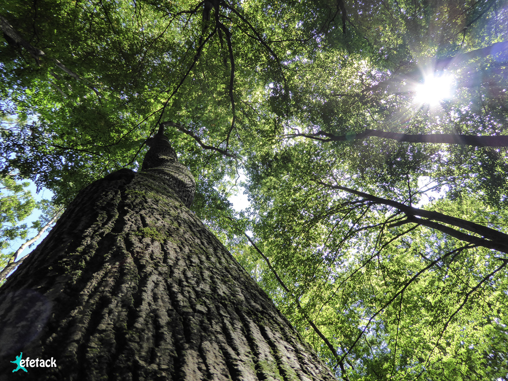 Tree kissed by Sunlight