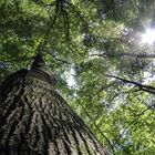 Tree kissed by Sunlight