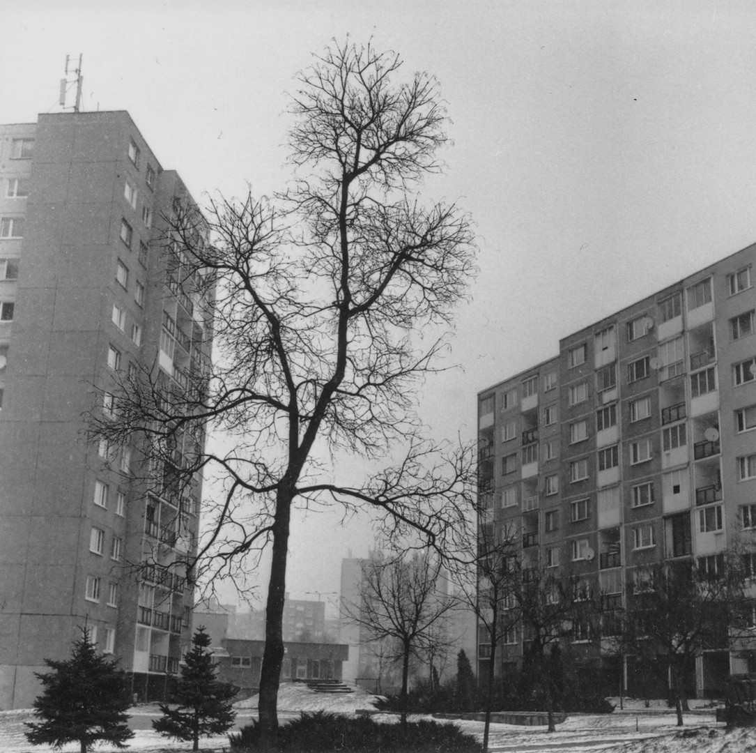 Tree - Kosice, SK