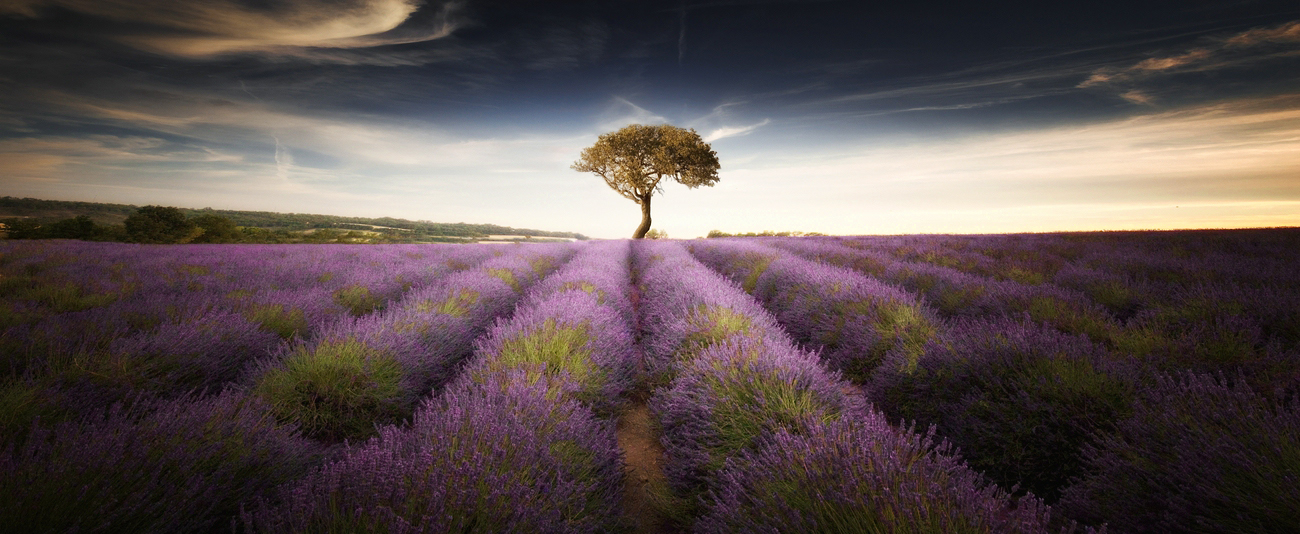 Tree & Lavender