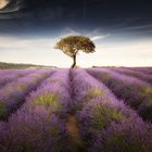 Tree & Lavender