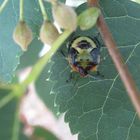 Tree Leaf with Beetle