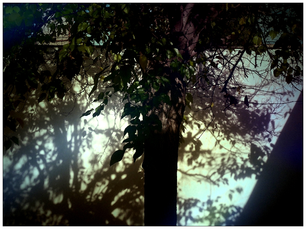 Tree, Leaves and Shadows