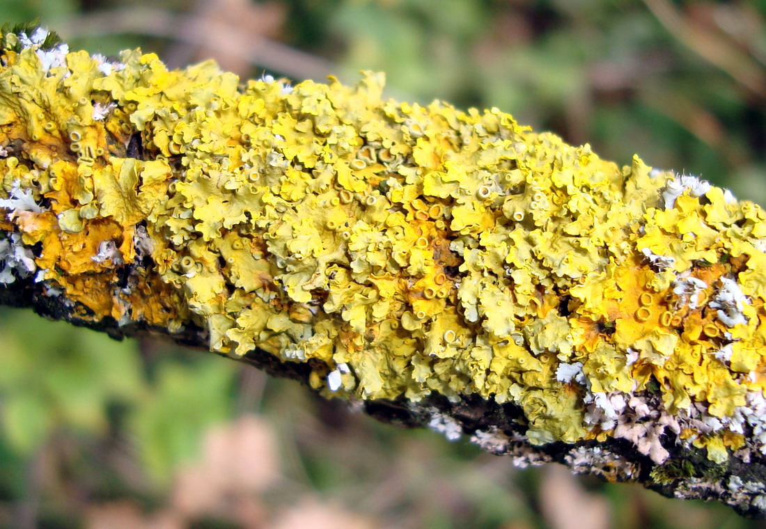 tree lichen