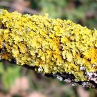 tree lichen