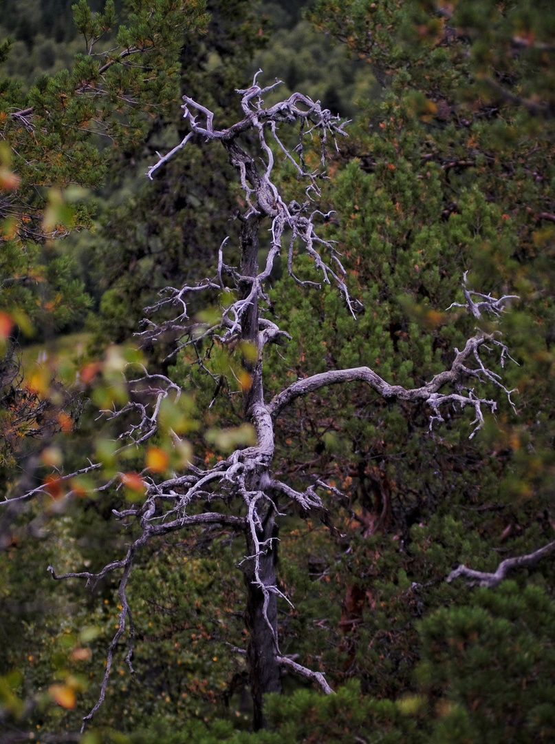 Tree like lighting 