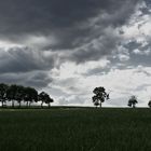 tree line