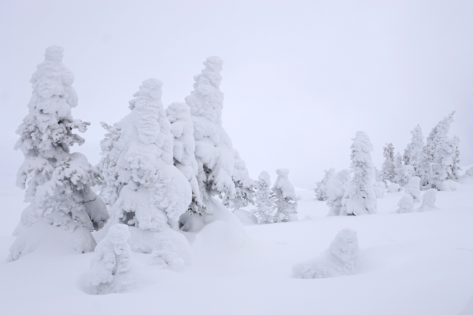 Tree Line in Winter