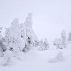 Tree Line in Winter