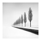 Tree-lined-road, #8