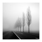 Tree-lined-road, #9