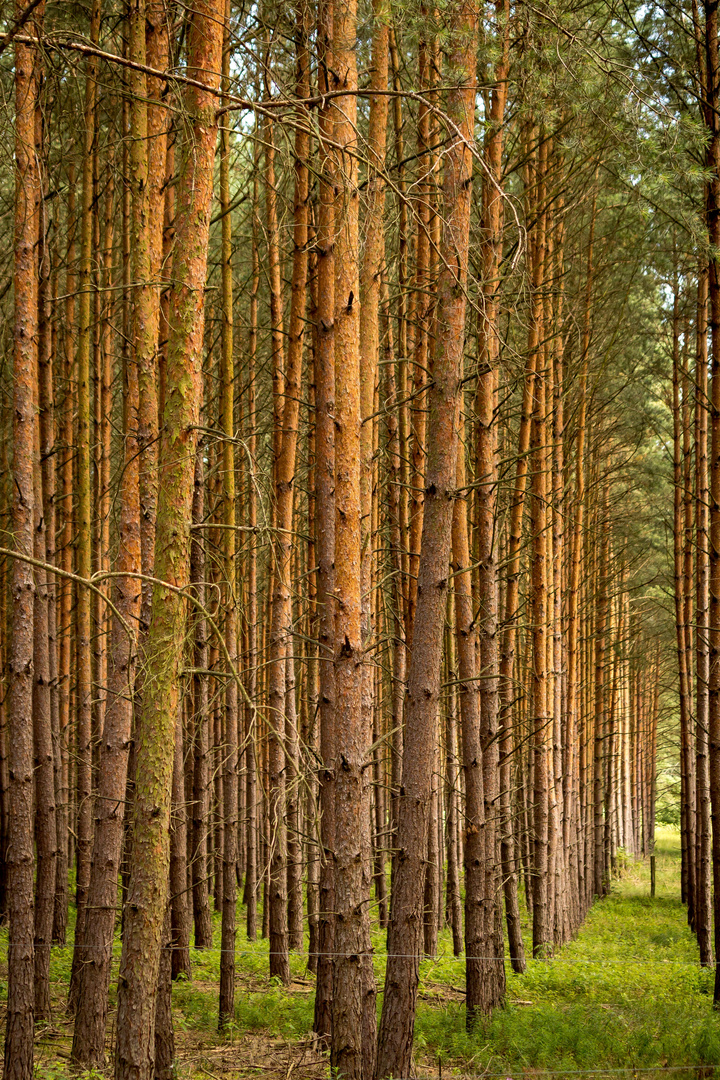 Tree Lines