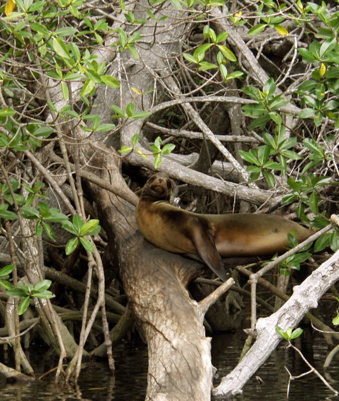 Tree Lion