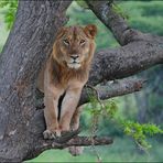 Tree Lion in Uganda