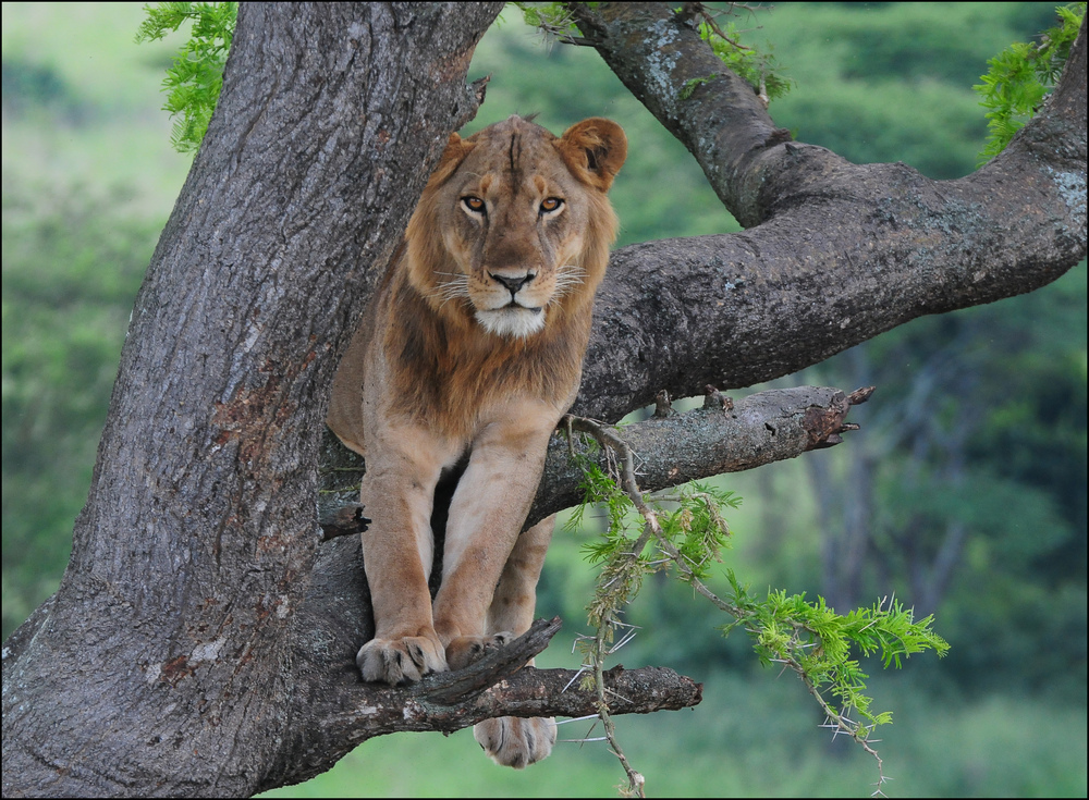 Tree Lion in Uganda by Christa 747 NMI 