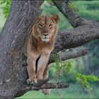 Tree Lion in Uganda