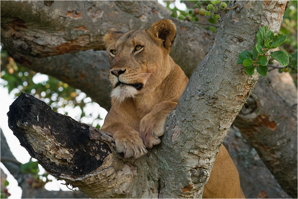 Tree-Lioness in Queen Elisabeth Nationalpark