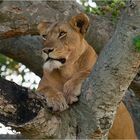 Tree-Lioness in Queen Elisabeth Nationalpark