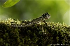 Tree Lizard