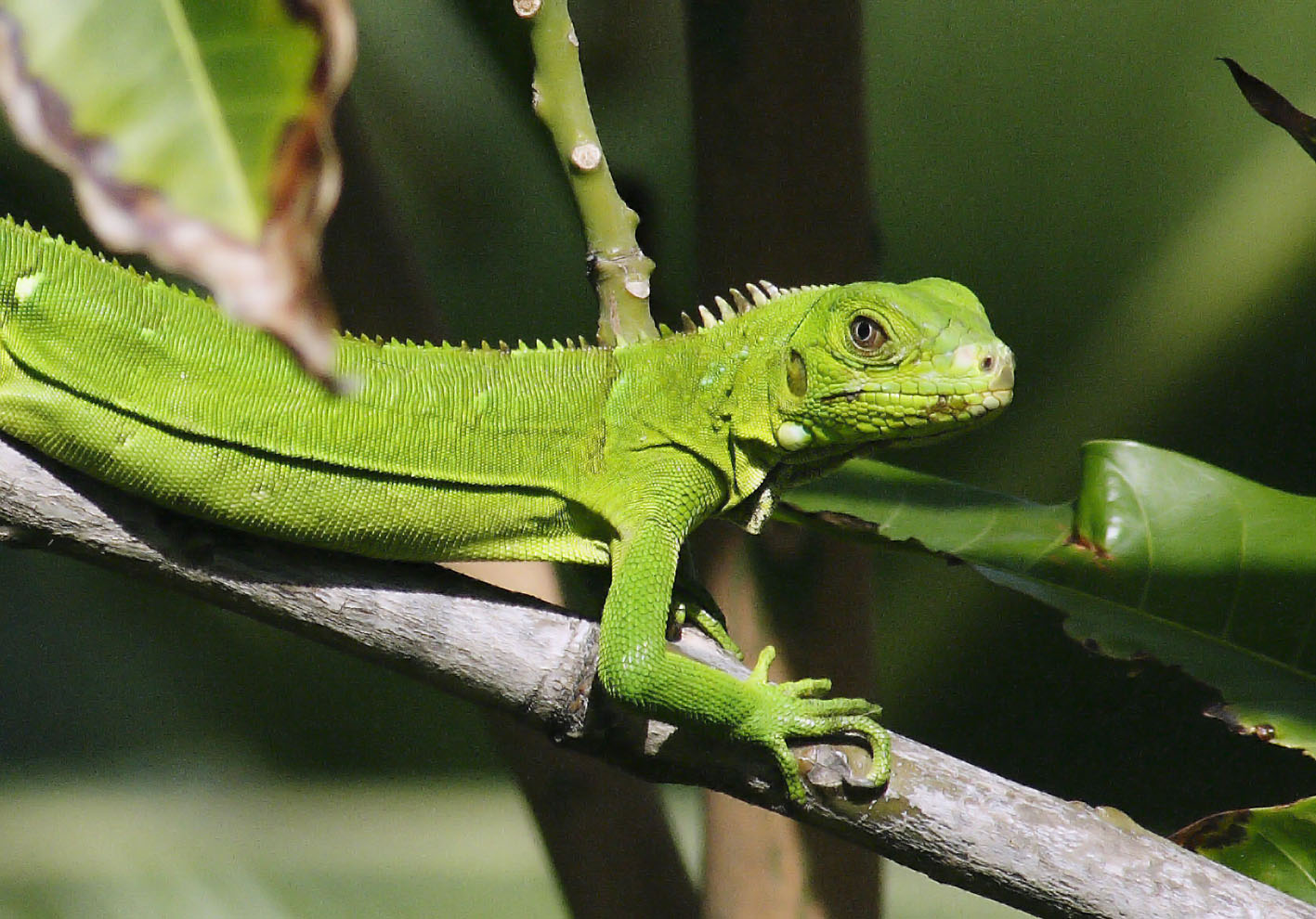 tree lizard