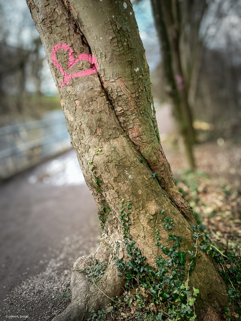 Tree love | True love