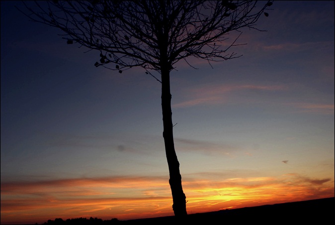 tree meets sunset