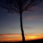 tree meets sunset