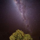 Tree & Milky Way