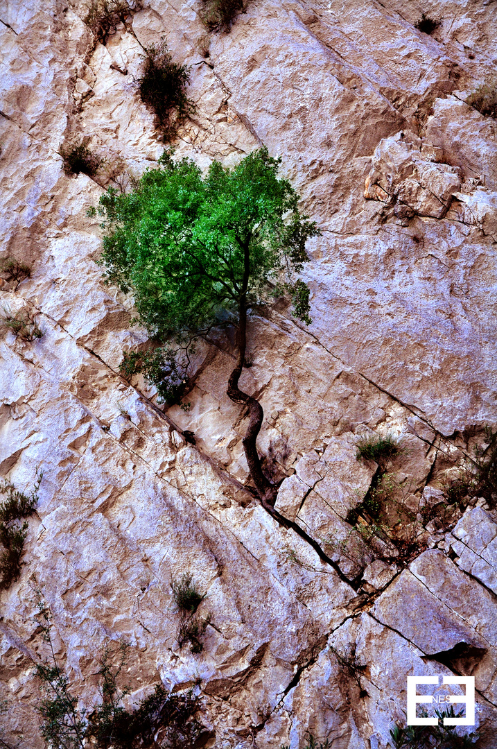 Tree Mountain