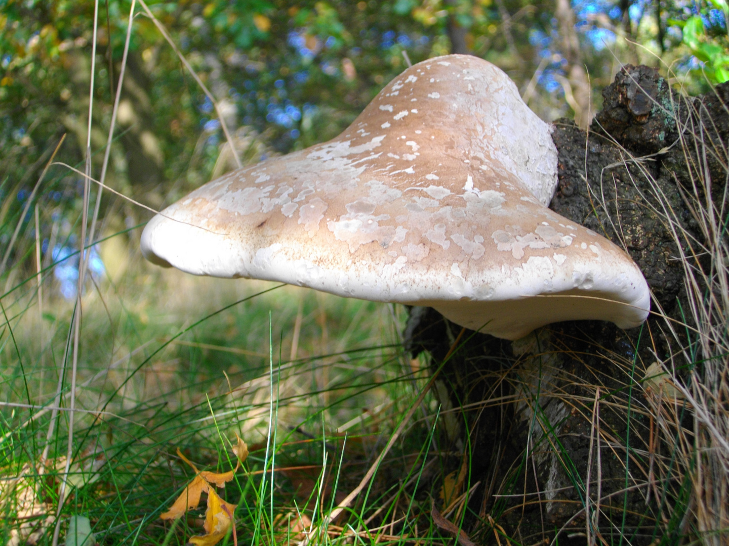 tree mushroom