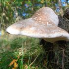 tree mushroom