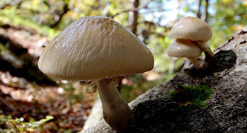 Tree mushrooms