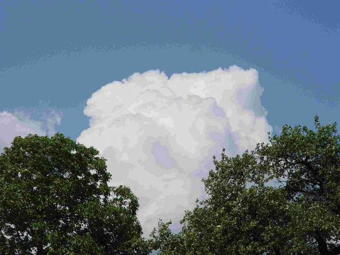 Tree 'n' Cloud II