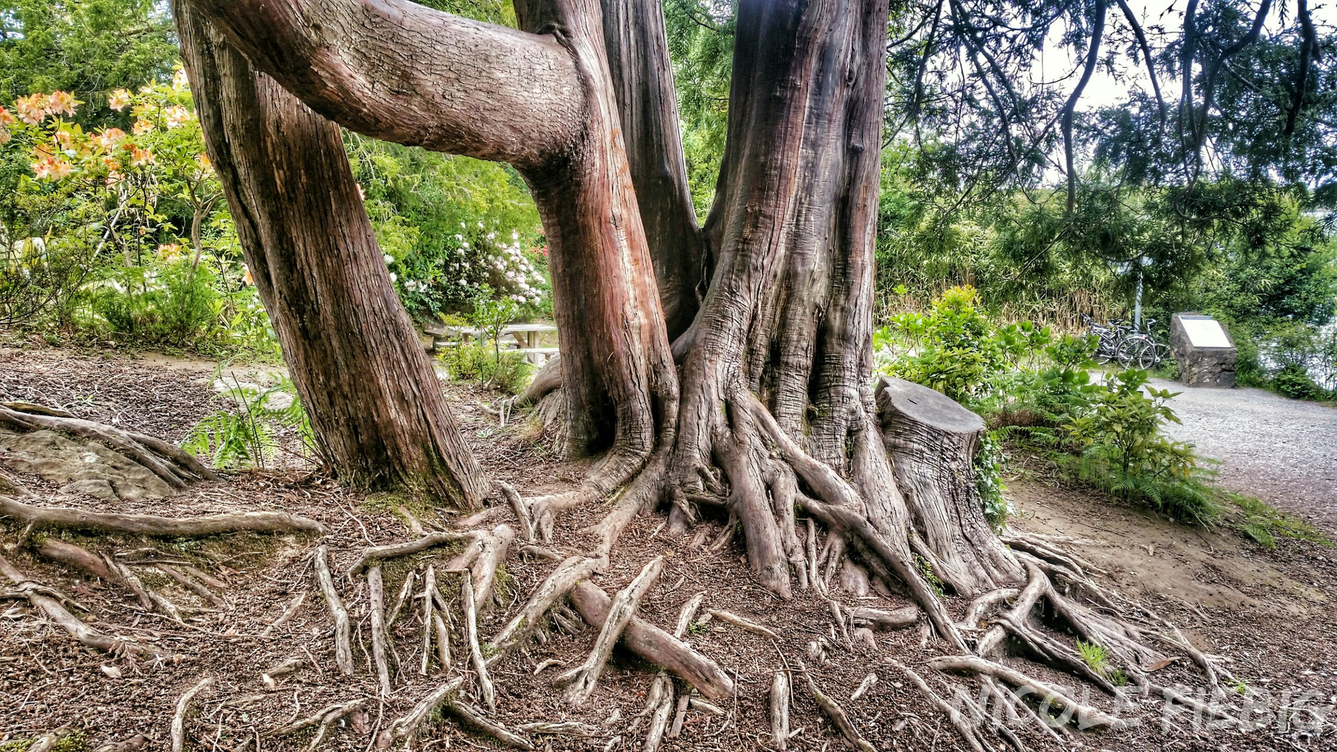 Tree near Dini's Cottage, Killarney National Park