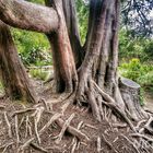 Tree near Dini's Cottage, Killarney National Park