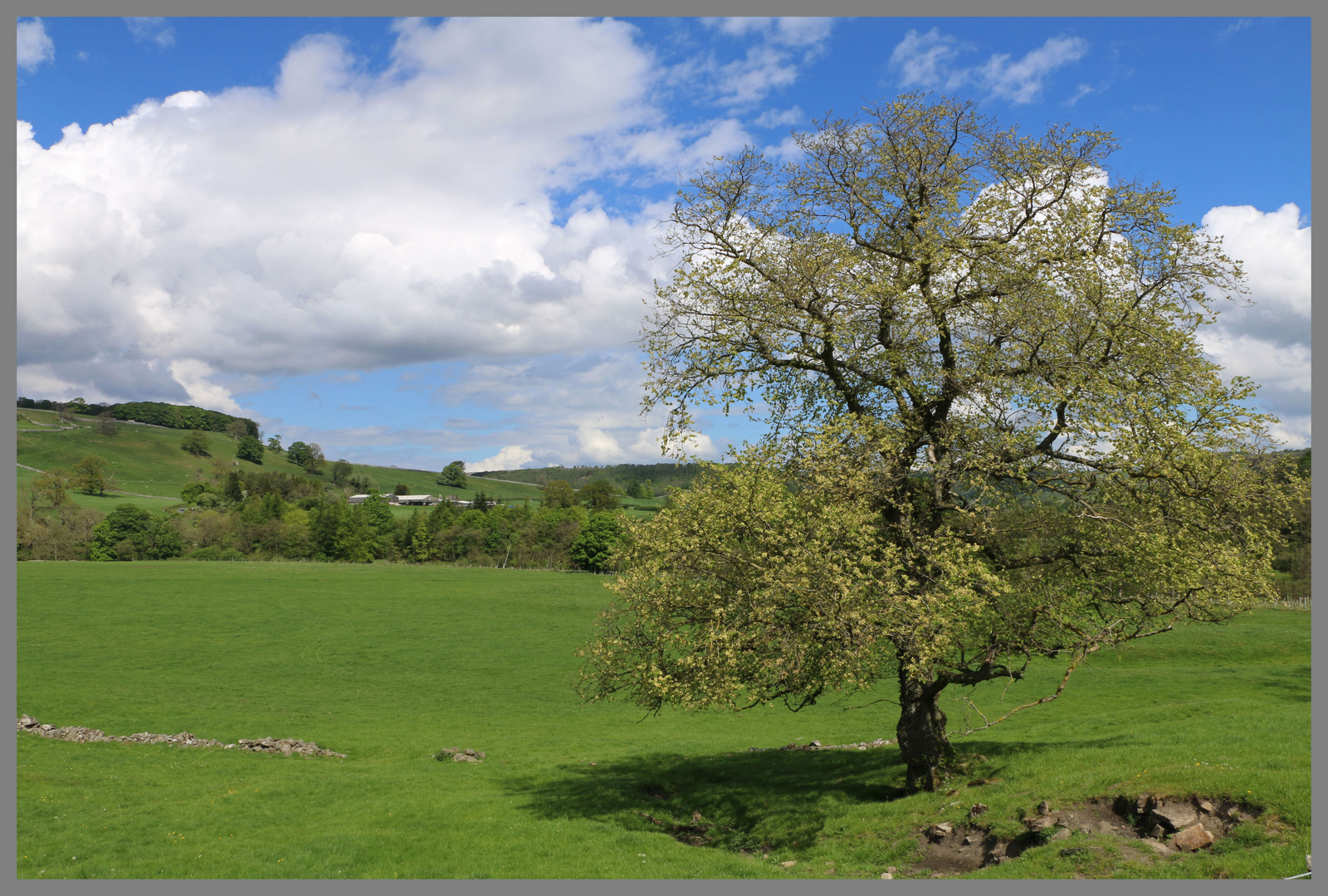 tree near downholme bridge swaledale