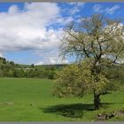 tree near downholme bridge swaledale