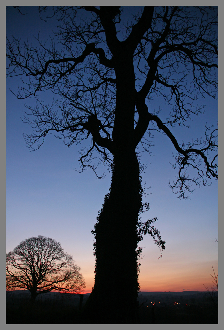 Tree near hartley castle farm