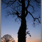 Tree near hartley castle farm