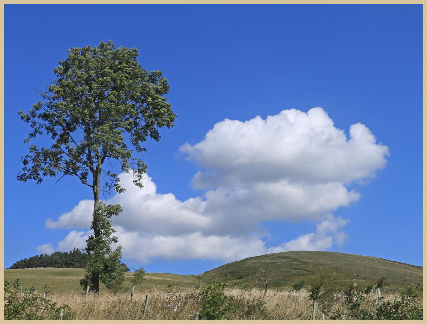 tree near lanton mill 2