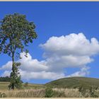 tree near lanton mill 2