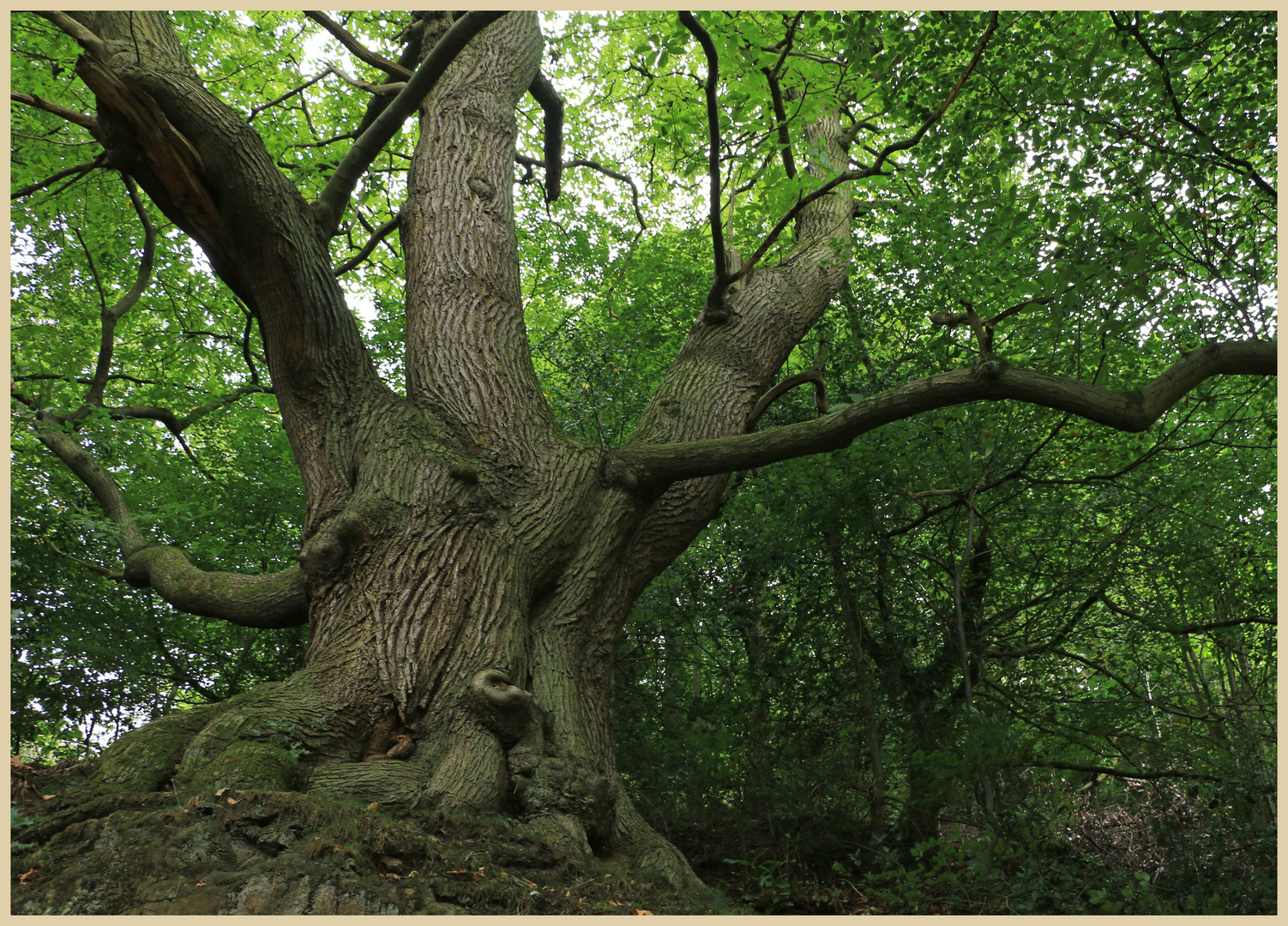 tree near st annes well 2