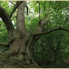 tree near st annes well 2