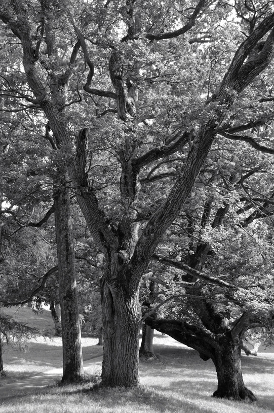 Tree near Tyresö Castle outside Stockholm Sweden