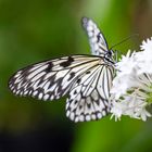 tree nymph butterfly