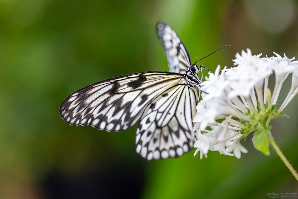 tree nymph butterfly