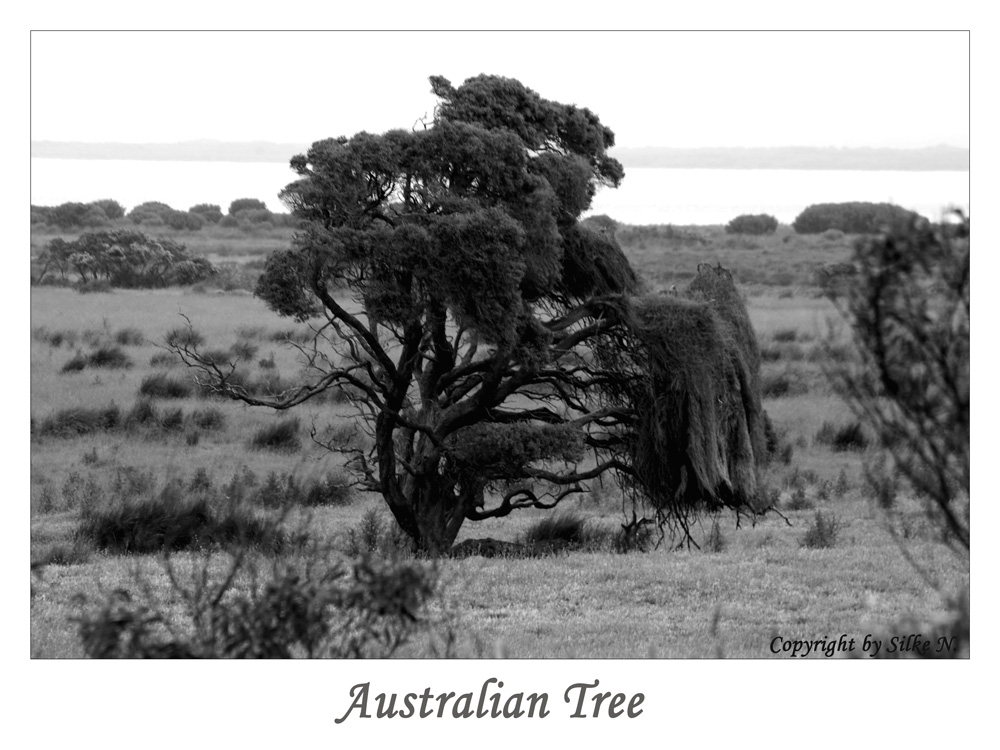 Tree of Australia